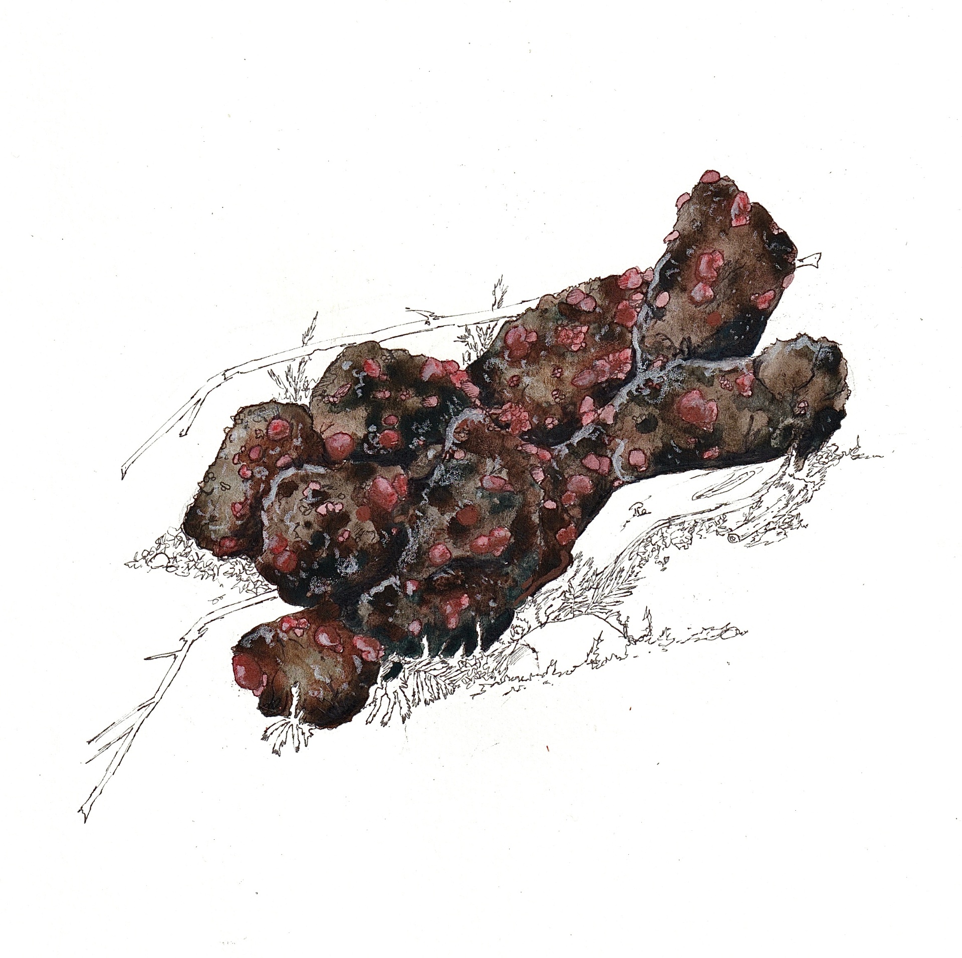 Page 13 — A naturalist's first clue