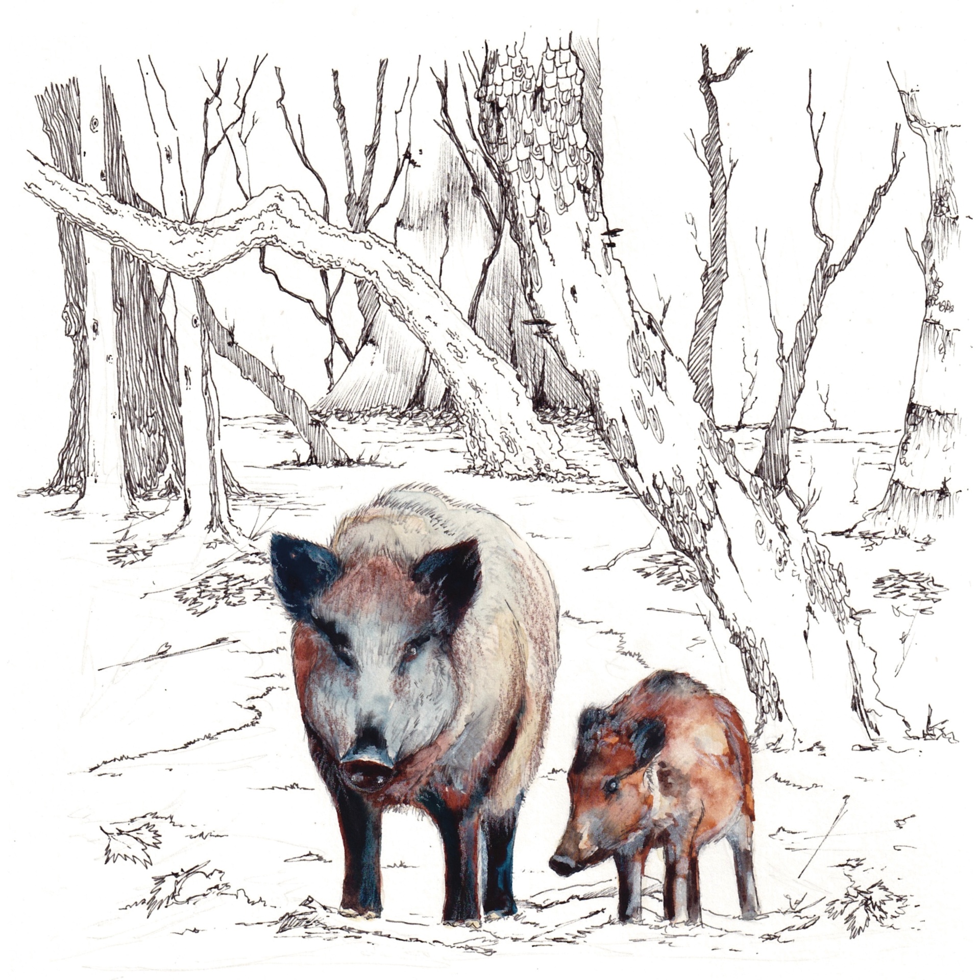 Watercolor & ink: a wild boar sow with her striped piglet in a winter forest