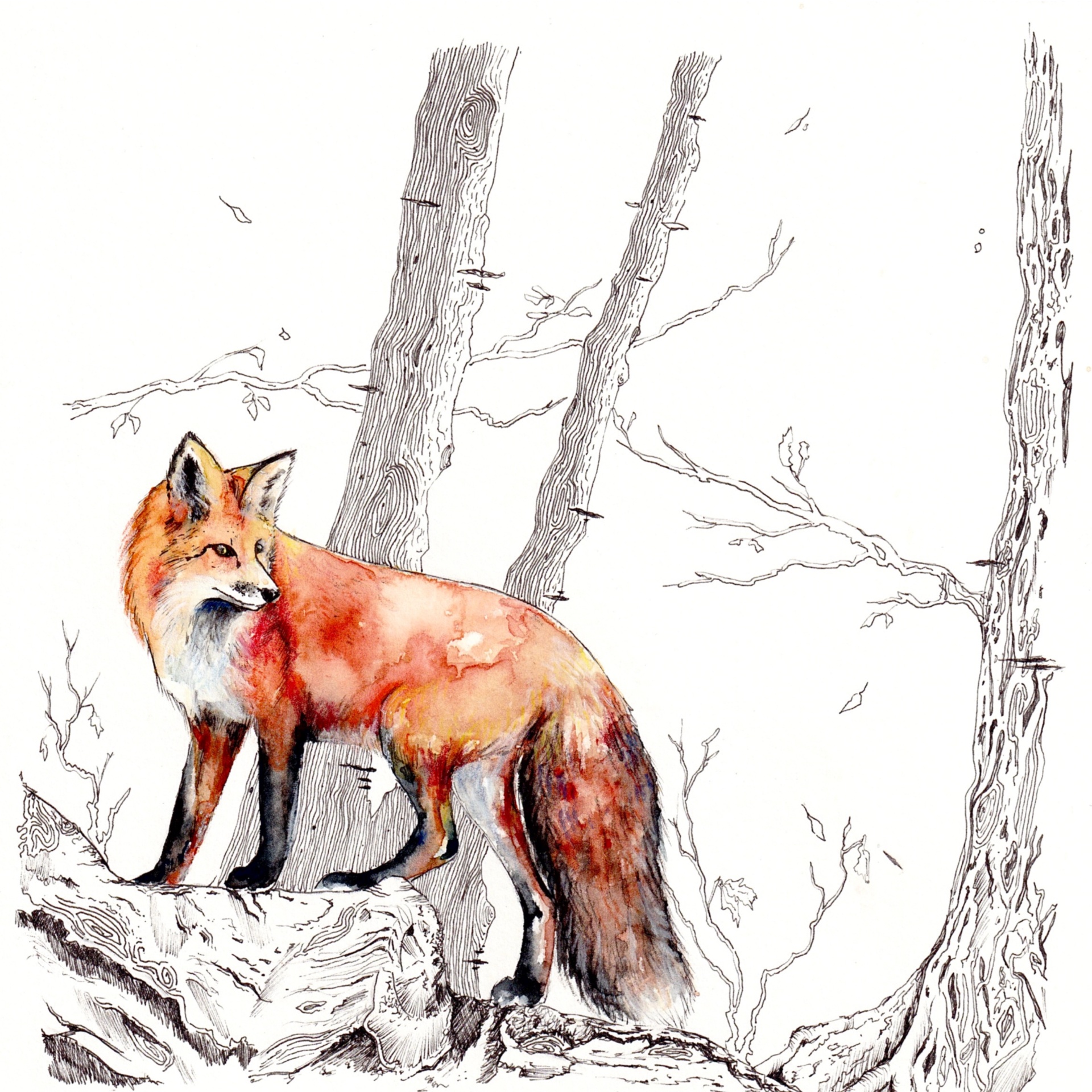 Watercolor & ink: a red fox standing on a fallen log, looking back over its shoulder