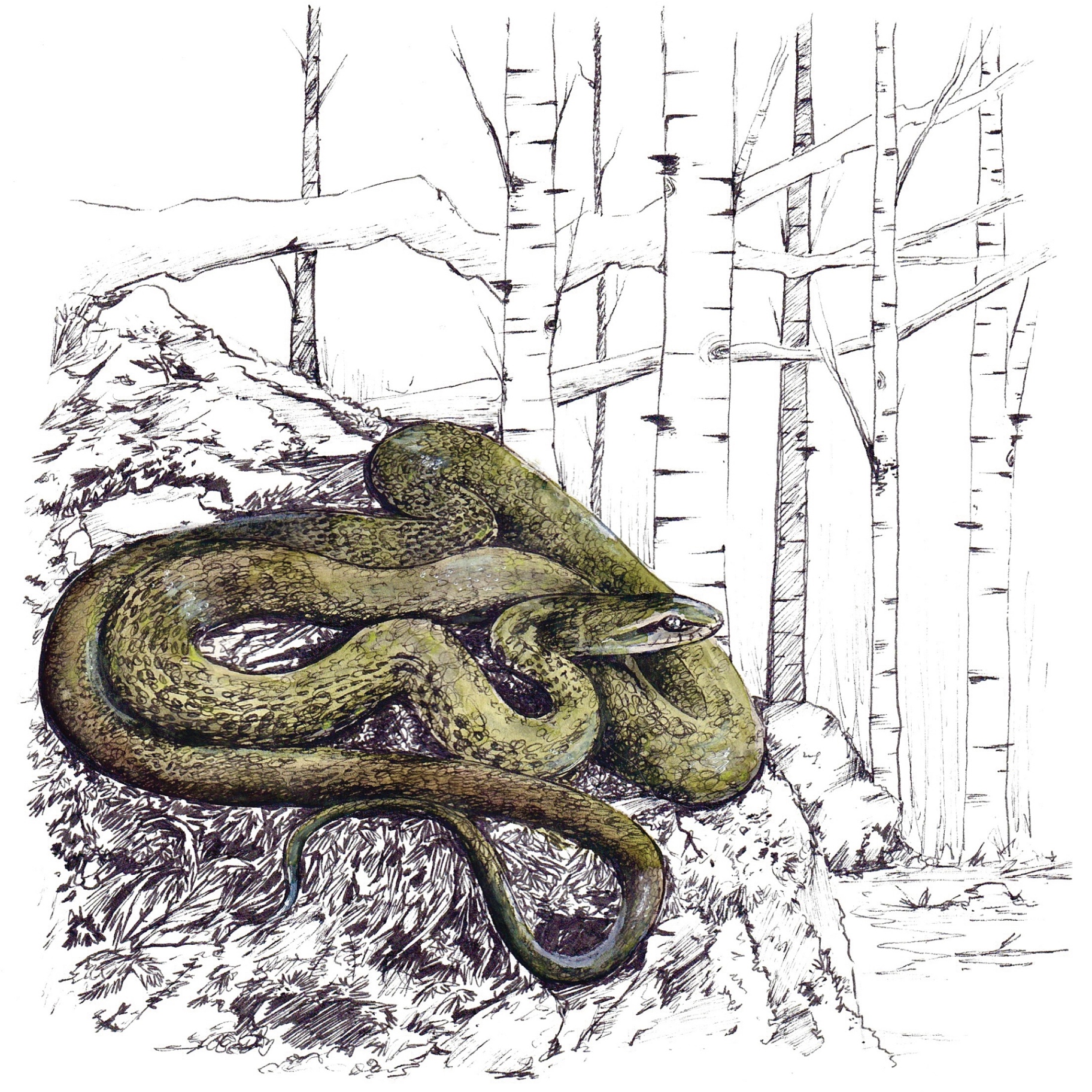 Watercolor & ink: a green Japanese rat snake coiled on rocks at the edge of a birch forest